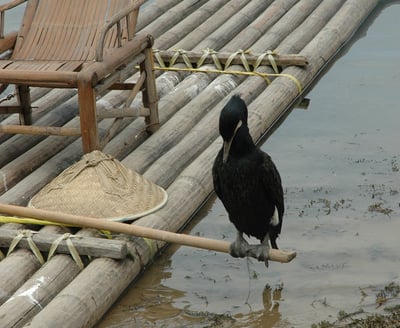 cormorant fisherman at the Yulonghe scenic area, near Yangshuo, China