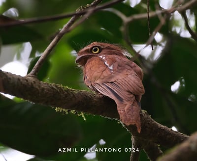 frogmouth of borneo, borneo endemic birds, endangered bird in the world, endagered species
