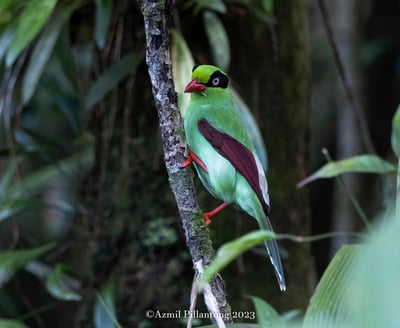 endemic bird species in borneo