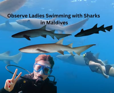 Swimming with the sharks