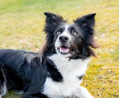 Meine Leistungen bei Hunden