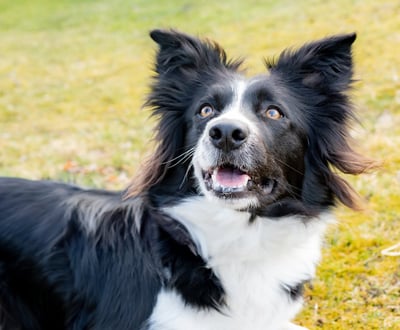 Meine Leistungen bei Hunden