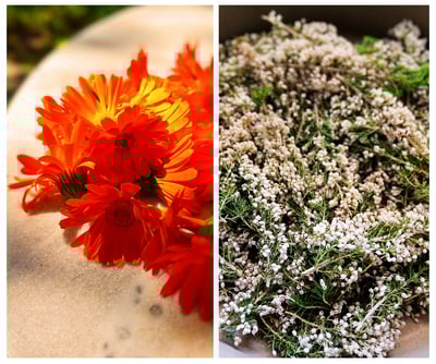 Calendula officinalis flowers and heather flowering tops for different herbal workshops with medical