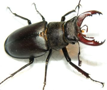 Giant Beetle