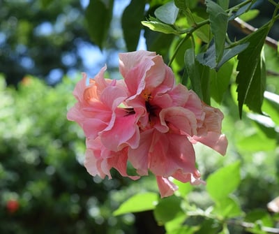 hibiscus rose voyage france guadeloupe