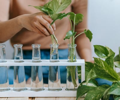 Plant propagation stand with Epipremnum cuttings