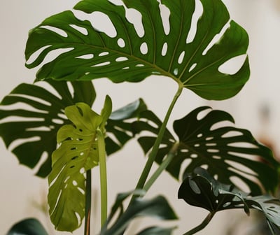 Monstera plant with new fenestrated growth