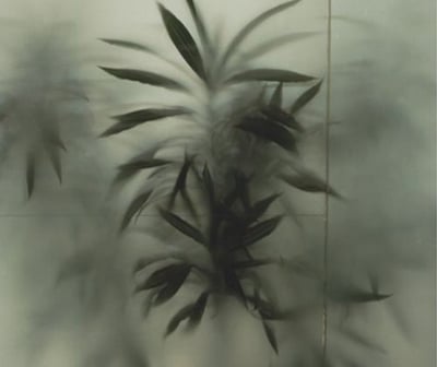 Plante derrière une vitre flou