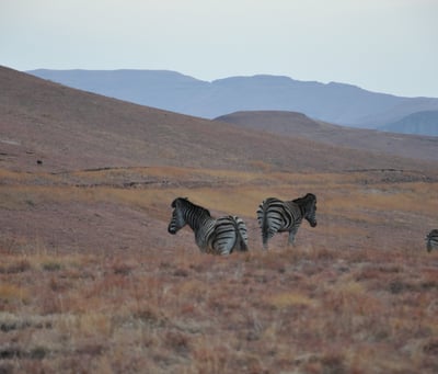 Vulture feeding project, Golden Gate Highlands National Park, South Africa