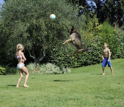 Guss playing volleyball