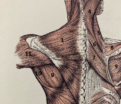 Z'N Formation Anatomie