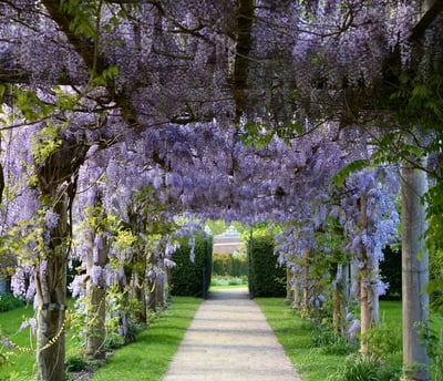 a pathway under wisteria - an invitation to transformation and reconnection