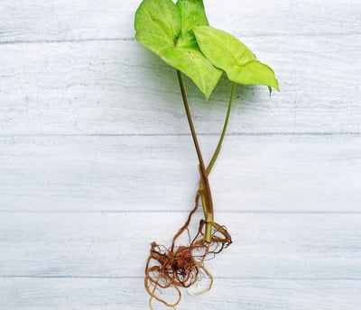 Cutting with good healthy roots