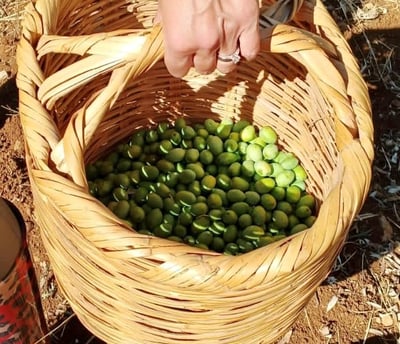 Récolte des olives
