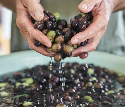 Nettoyage des olives