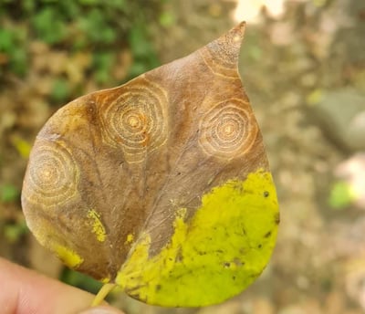 Blatt mit lustigen Mustern
