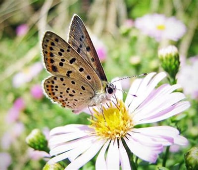 Butterfly resting on a daisy