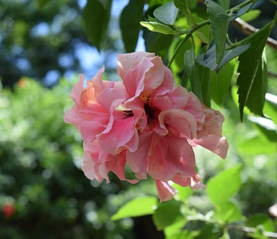 Hibiscus voyage france guadeloupe