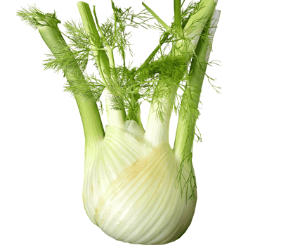 Fresh fennel with feathery green leaves, showcasing their crisp white layers and vibrant foliage