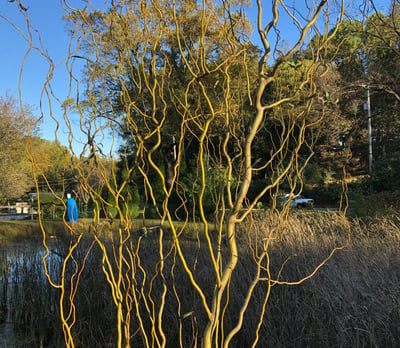 Curly yellow branches on a curly willow tree