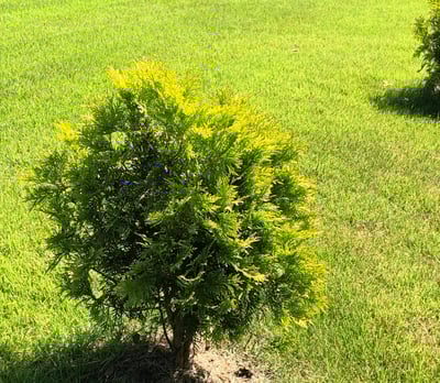 Golden Globe Arborvitae planted in a yard in the sunshine