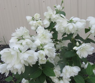 White flowers on a shrub with dark green leaves planted in a garden