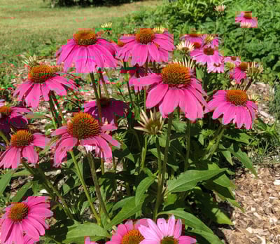 Beautiful pink coneflower blooms with green leaves planted in a garden
