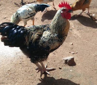 Devenir volontaire dans l'élevage à la Ferme Aménopé Togo Permaculture