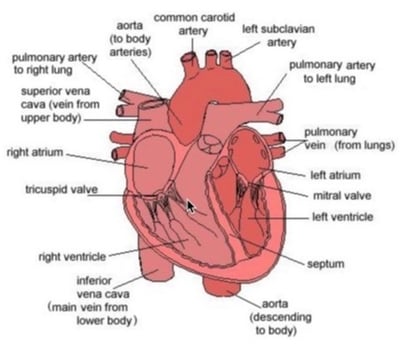 Diagram of the heart