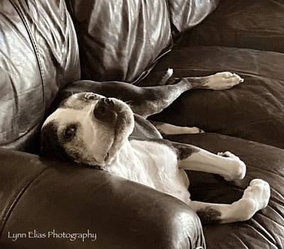 a dog laying on a couch with his head on the couch smiling