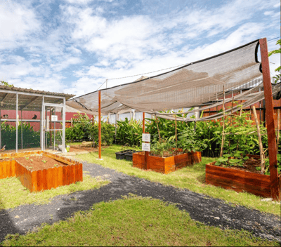 Raised farming beds for gardening and harvesting at Casa Candali farmstay.