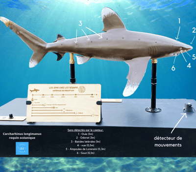 Maquette interactive qui présente les 7 sens du requin