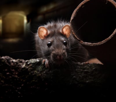 Rat, Rats, Rat egout, rongeur