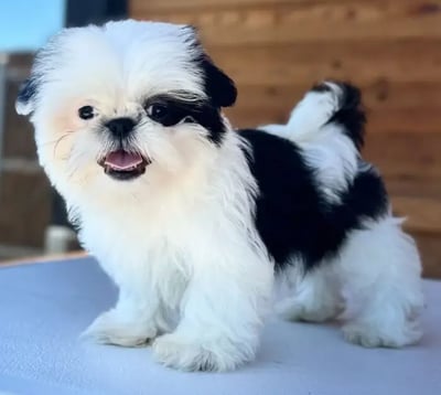 Teacup Shih Tzu for Sale