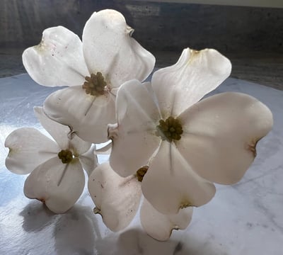 Sugar Flowers For Cakes