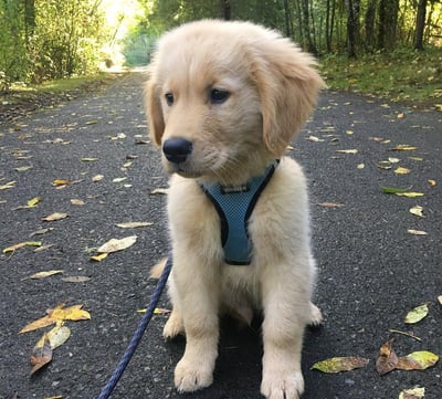 Golden Retriever Puppies for Sale