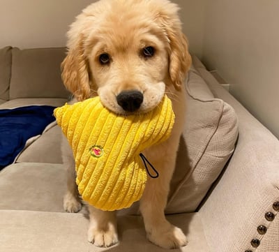 Golden Retriever Puppies for Sale
