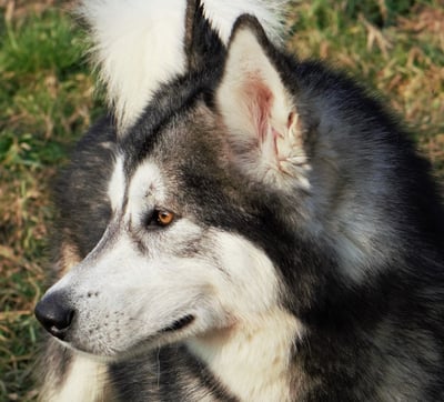 alaskan malamute grigio lupo bianco, wolf grey