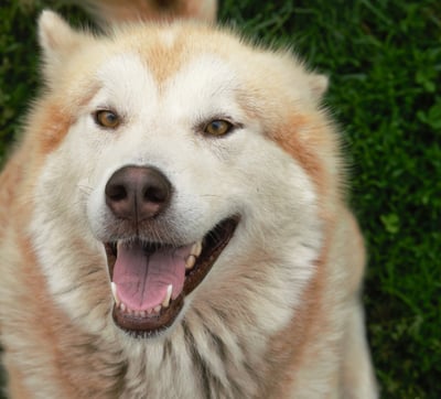 alaskan malamute rosso bianco, light red