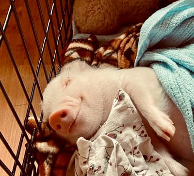 Lilith sleeping