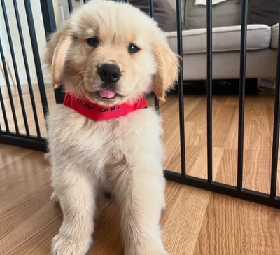 Golden Retriever Puppies for Sale