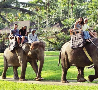 a group of people riding on elephants in the jungle