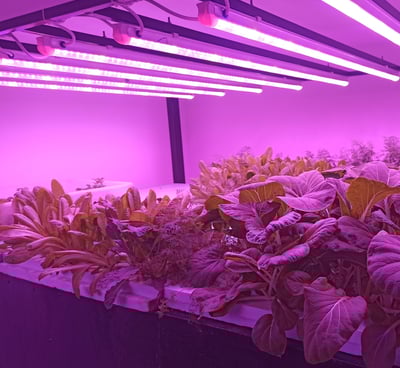 Grow Light