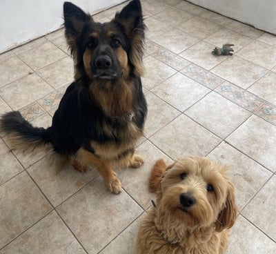 Pet Sitting Willow the German Shepherd & Ruby the Goldendoodle