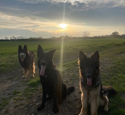 Hannya, Panzer & Bruce on an evening group walk