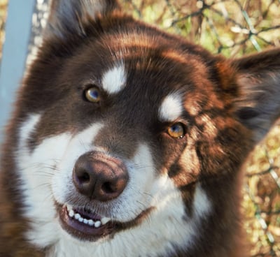 alaskan malamute mogano bianco, mohogany