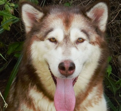 alaskan malamute rosso scuro, dark red