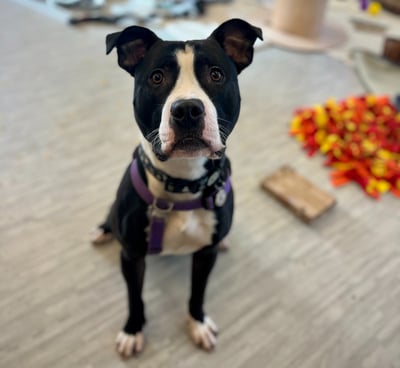 a black and white dog sitting on the floor in a room and looking towards you with soft eyes