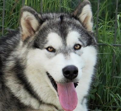 alaskan malamute grigio lupo bianco, wolf grey
