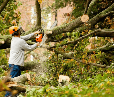 a man is cutting down a tree branch